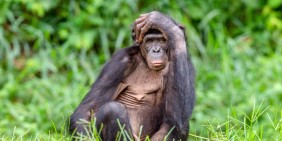 Bonobo, Kongo | Bild: Shutterstock / Sergey Uryadnikov